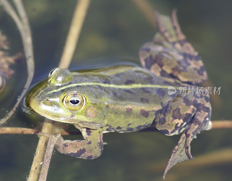 绿色可食用蛙(Rana esculenta synkl.)